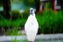 鸽子打了疫苗后多久恢复，通常2-3天就会恢复正常