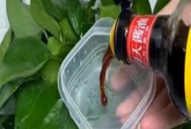 绿萝放酱油是否长得快，酱油含丰富的钙元素可加快其生长速度
