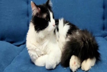 猫传染性肠炎简介，病因是猫传染性肠炎菌感染