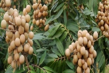 种植龙眼怎么育苗,需经过浸种催芽后再播种