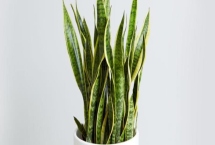 虎皮兰怎样才能恢复金边，需调整光照或重新栽植