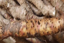 小白嘴白山药是哪里的特产,属于河北省深泽县的特色产品