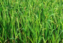 大蒜年前要打药吗，年前不需要打药