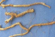 北豆根几年可以收获，一般3-4年的时间就可以收获了