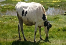 为什么母牛会喝小牛的尿，可能是因为它们口渴