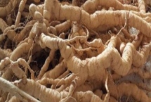 巴戟天栽培技术,选择有一定肥力的砂壤土 巴戟天栽培技术,选择有一定肥力的砂壤土