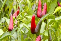 子弹头辣椒和辣椒王的区别，外观、口感和食用方式均不同