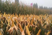 Z999玉米种子产量特性，中抗茎腐病