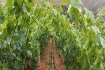 葡萄苗的枝蔓管理方法，新梢长到50厘米左右时开始摘心