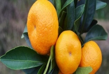 沙糖桔与蜜桔的区别，颜色、外观、口感都不同