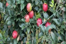 苹果树怎么栽培,在春天进行定植为佳