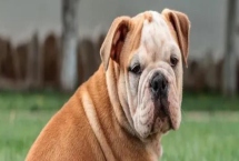 斗狗的品种，比特犬和杜高犬都是