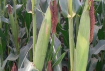 金萌2625玉米种简介，辽宁省春播生育期133天