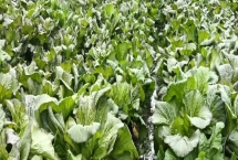 种荠菜用什么土比较好，富含有机质且透气性好的土壤为佳