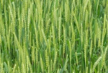 小麦贪青晚熟会不会高产，这种现象会降低小麦产量
