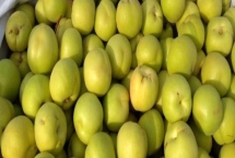 香白杏的价格，一斤需要1.5-5元左右