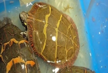 东部锦龟好不好养，饲养难度中等