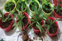 吊兰如何快速繁殖，一般采用扦插繁殖