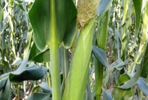 D507玉米品种特性，中熟品种