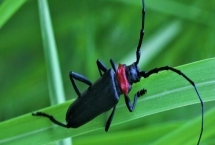 红颈天牛吃什么，幼虫孵化后在树皮下蛀食
