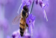 中蜂秋繁何时加脾,群势较强时可直接整张加脾