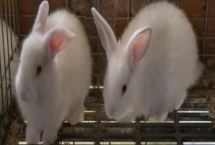 室内养兔子怎么做到不臭，需控制喂食和及时开窗通风