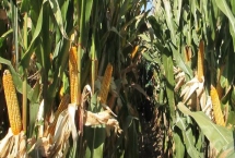 辽单806玉米品种特性，密度4000株/亩左右