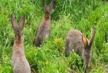 散养100只野兔的成本，总资金需要3万元左右