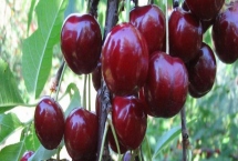 车厘子适合北方种植吗，车厘子喜欢高温高湿不适合北方种植