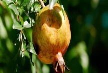 石榴软籽还是硬籽好，建议选择软籽