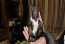 怎么养魔王松鼠，不宜食用肉蛋类食物