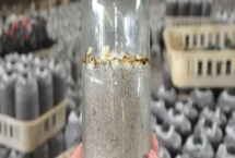原种和栽培种的区别是什么，前者为二级种、后者为三级种