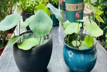 碗莲怎么养,一年四季都可以播种