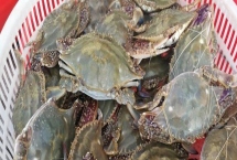 梭子蟹一年有几次渔期,每年春季、秋季各有一次渔期