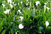 海芋怎么繁殖，常用方法为扦插