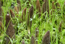 高效栽培羊肚菌的方法,早春保持适温可刺激子实体形成