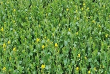 油菜种植区肥料技巧，根据土壤肥力条件来施肥