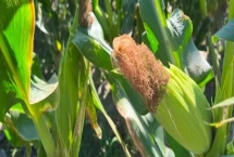 吉农大91玉米品种特性，晚熟品种