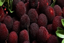 红杨梅和黑杨梅的区别，黑杨梅表示已经熟透了