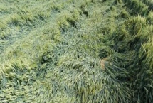 小麦倒了会影响产量吗，会严重影响产量