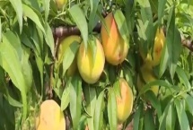 砀山黄桃的价格，批发价一斤需要1-2元左右