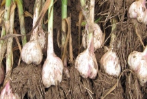 大蒜不出蒜苔的原因，可能是品种原因或缺乏养分所致