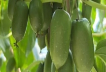 软枣猕猴桃冬季如何管理,要根据降雨情况疏通厢沟和围沟