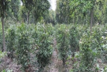 如何挑选天竺桂种子,颗粒饱满的当年新种更合适