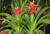 鸿运当头开完花如何处理，需将植株开败的残花全部剪掉