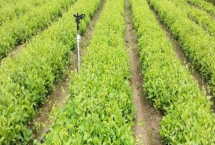 五味子育苗管理技术,可春播或秋播