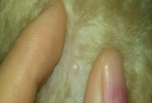 狗脖子上硬的肉疙瘩是什么，可能是药物引起的硬结或淋巴肿大等