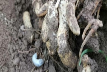 花生蛴螬是什么害虫，是金龟子的幼虫