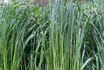 养羊种植哪些牧草，常见的有黑麦草、墨西哥玉米草等