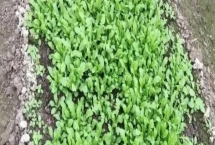 种植野菜的利润，因品种、产量等条件而异